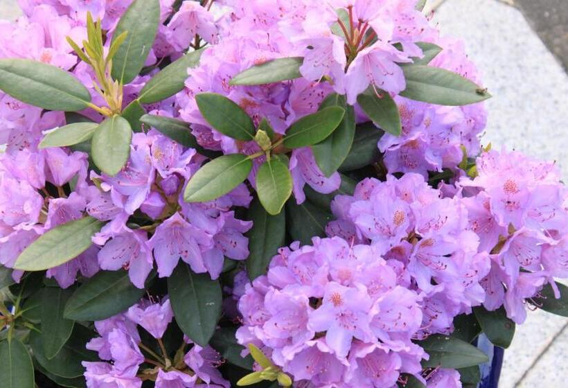 Отель Garni Eden