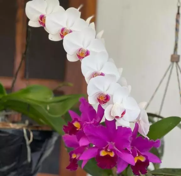 ホテル Quinta Baroe