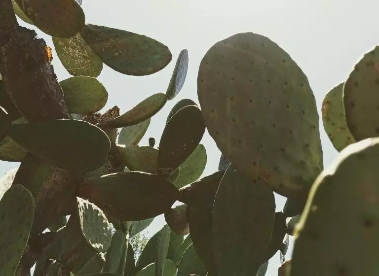 ホテル Masseria Lojazzo