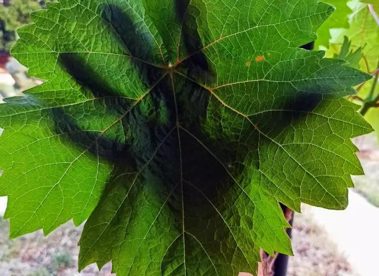 ホテル Masseria Lojazzo