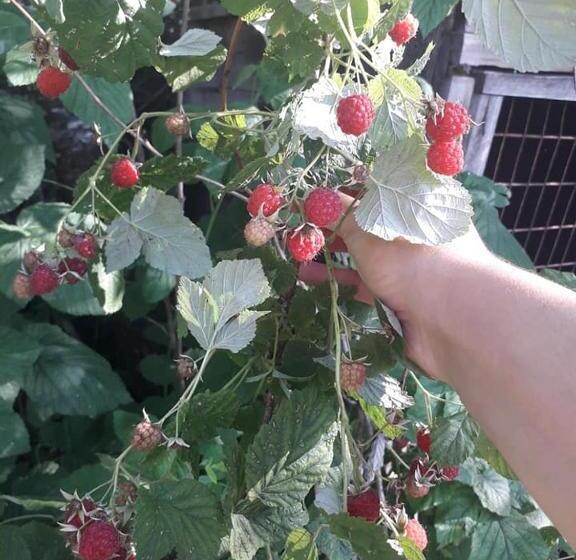 پانسیون Tomas Kokhi