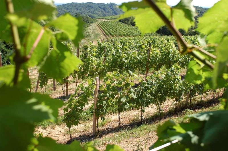 فندق Tenuta Valdomini