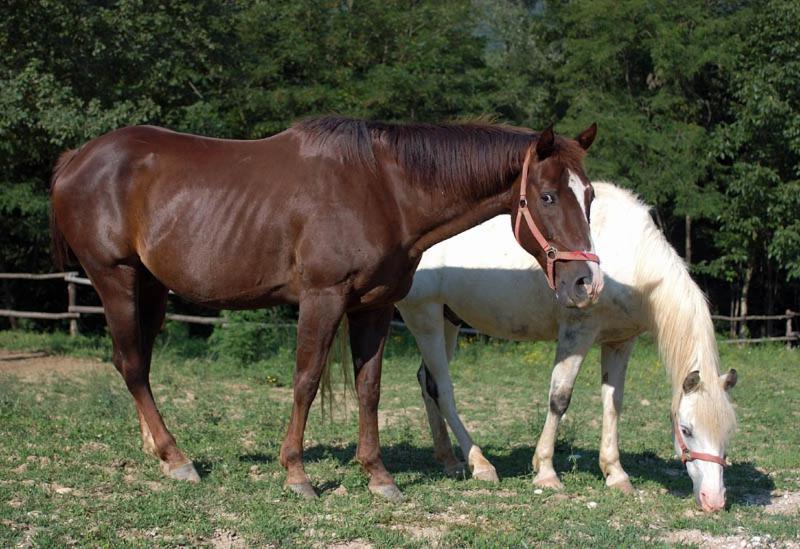 فندق Tenuta Valdomini