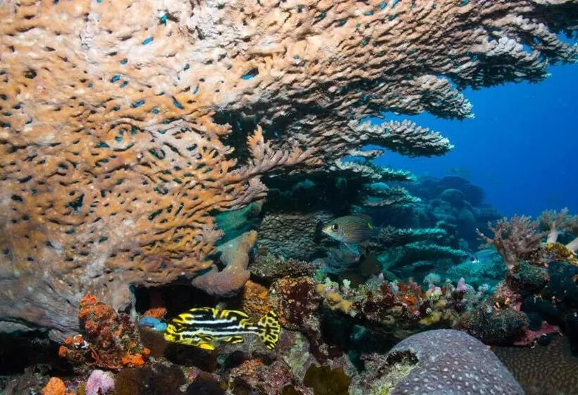 استراحتگاه Gecko Nature Lodge Home Of Swahili Divers The Best Dive Center And Famous Gecko Restaurant