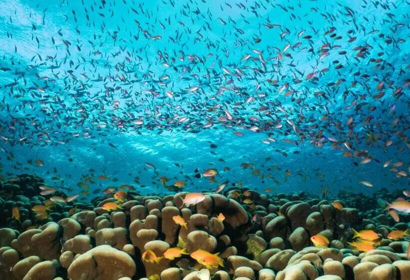 استراحتگاه Gecko Nature Lodge Home Of Swahili Divers The Best Dive Center And Famous Gecko Restaurant