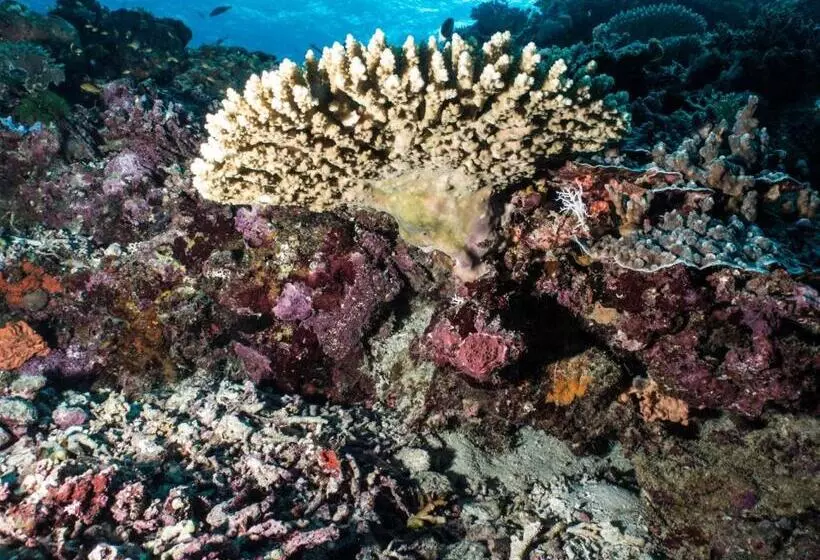 استراحتگاه Gecko Nature Lodge Home Of Swahili Divers The Best Dive Center And Famous Gecko Restaurant