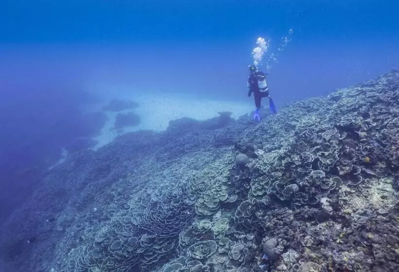 استراحتگاه Gecko Nature Lodge Home Of Swahili Divers The Best Dive Center And Famous Gecko Restaurant