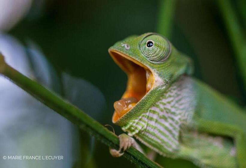 リゾートホテル Gecko Nature Lodge Home Of Swahili Divers The Best Dive Center And Famous Gecko Restaurant