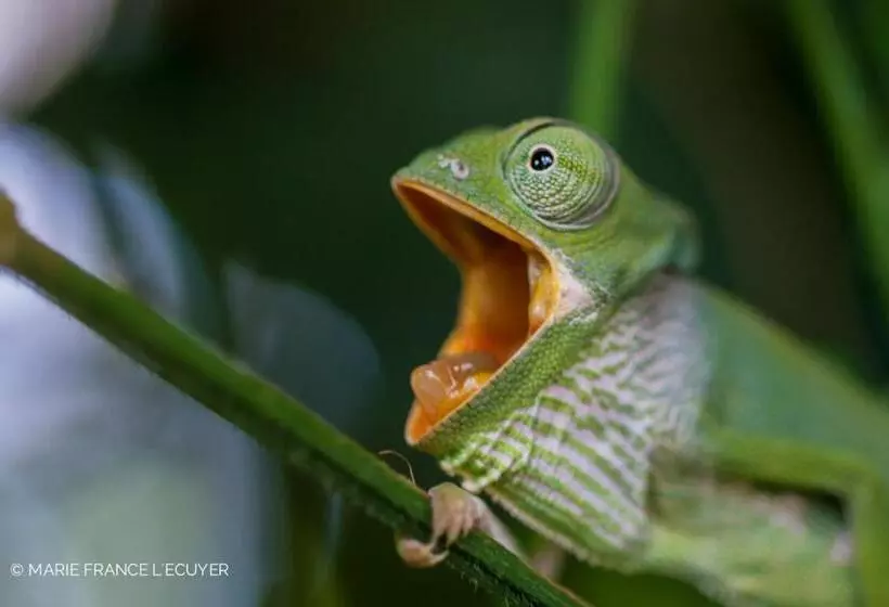 استراحتگاه Gecko Nature Lodge Home Of Swahili Divers The Best Dive Center And Famous Gecko Restaurant