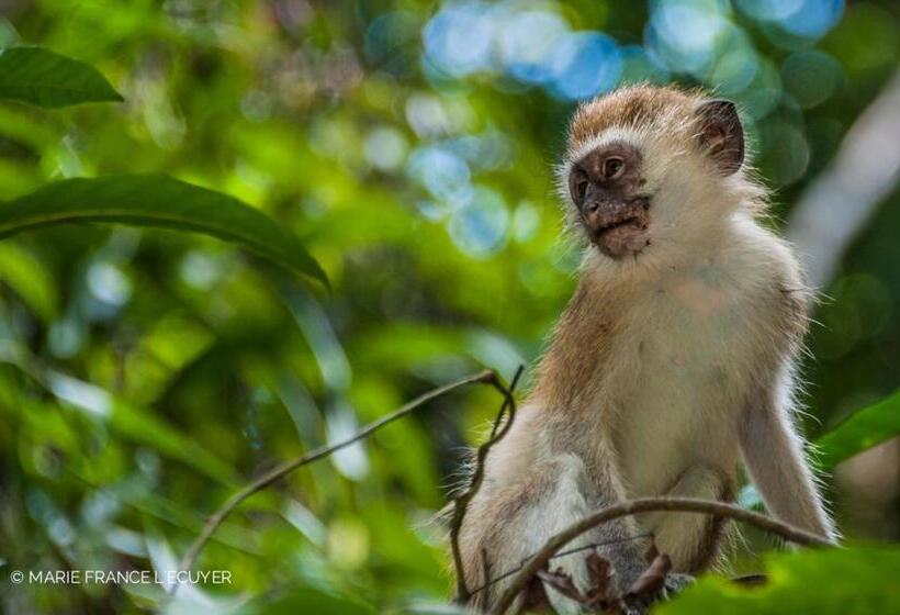 リゾートホテル Gecko Nature Lodge Home Of Swahili Divers The Best Dive Center And Famous Gecko Restaurant