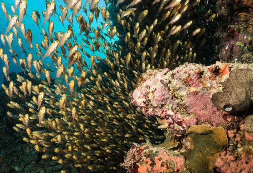 리조트 Gecko Nature Lodge Home Of Swahili Divers The Best Dive Center And Famous Gecko Restaurant