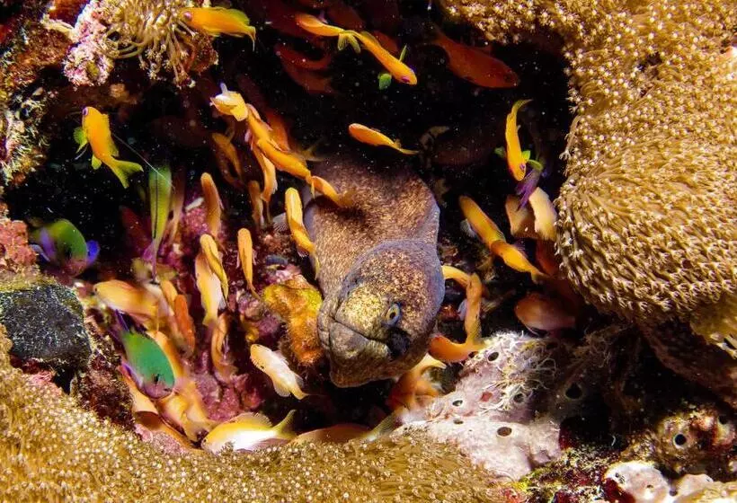 استراحتگاه Gecko Nature Lodge Home Of Swahili Divers The Best Dive Center And Famous Gecko Restaurant
