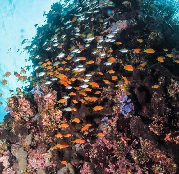 リゾートホテル Gecko Nature Lodge Home Of Swahili Divers The Best Dive Center And Famous Gecko Restaurant