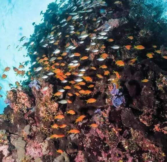 استراحتگاه Gecko Nature Lodge Home Of Swahili Divers The Best Dive Center And Famous Gecko Restaurant