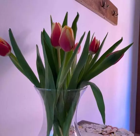 Aamiaismajoitus (B&B) Nagy Homoród étterem és Panzió