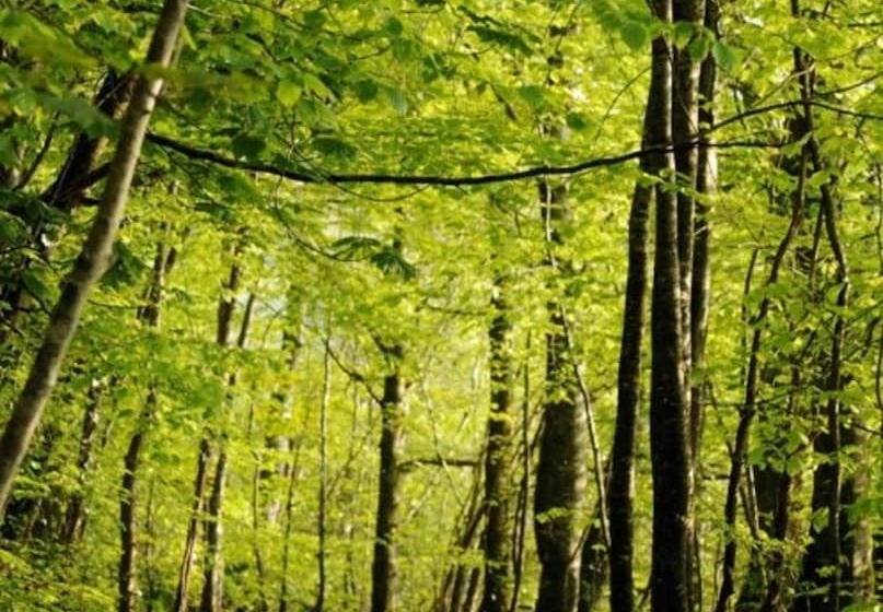 בית מלון כפרי Farnham Estate Spa And Golf Resort