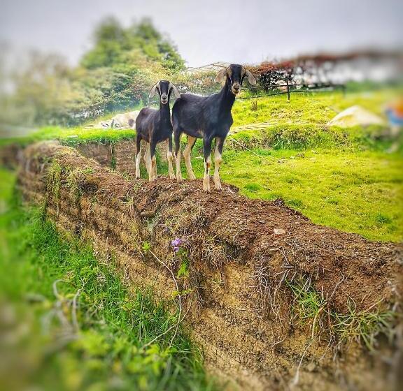 ホテル Macani Eco Glam