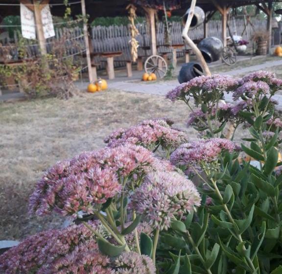 Pension (Hôtel basse catégorie) медова садиба