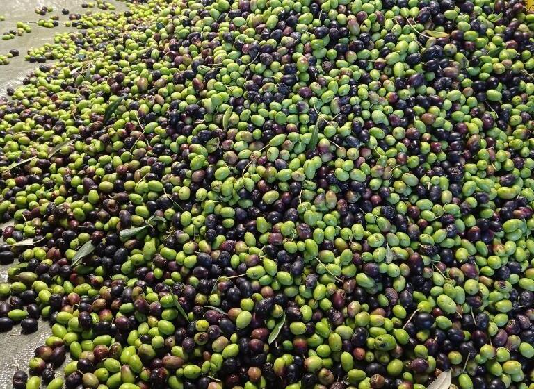 ホテル Agriturismo Vecchio Frantoio