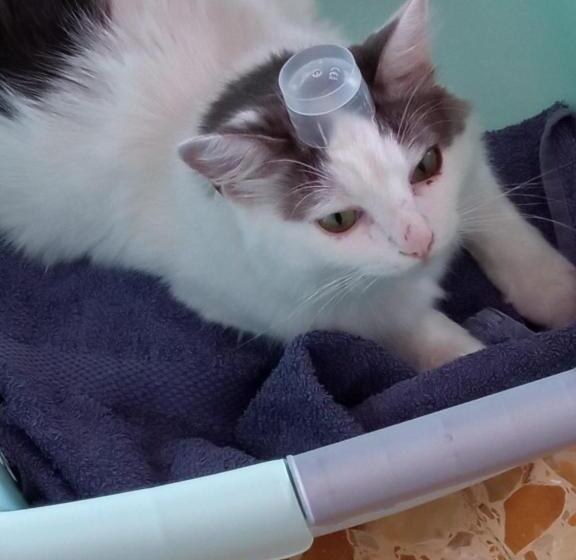 ホテル Agriturismo Vecchio Frantoio