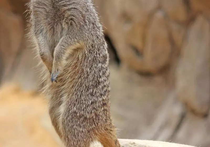 Four Points by Sheraton Costa Blanca Villas