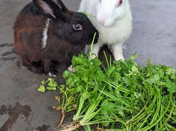Отель Mango Tree Farm
