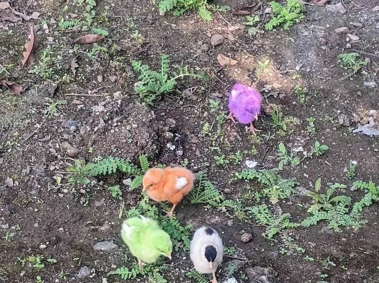 Hotelli Mango Tree Farm