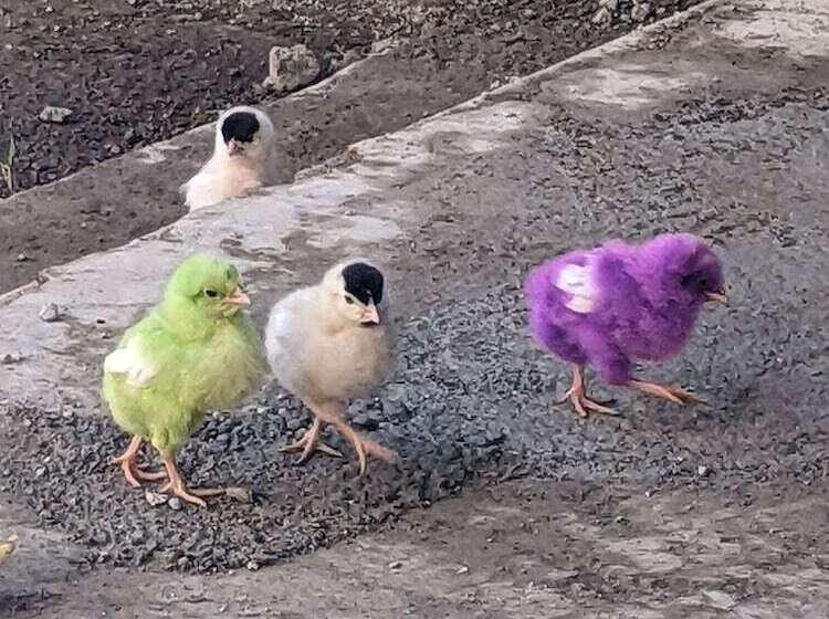 Отель Mango Tree Farm