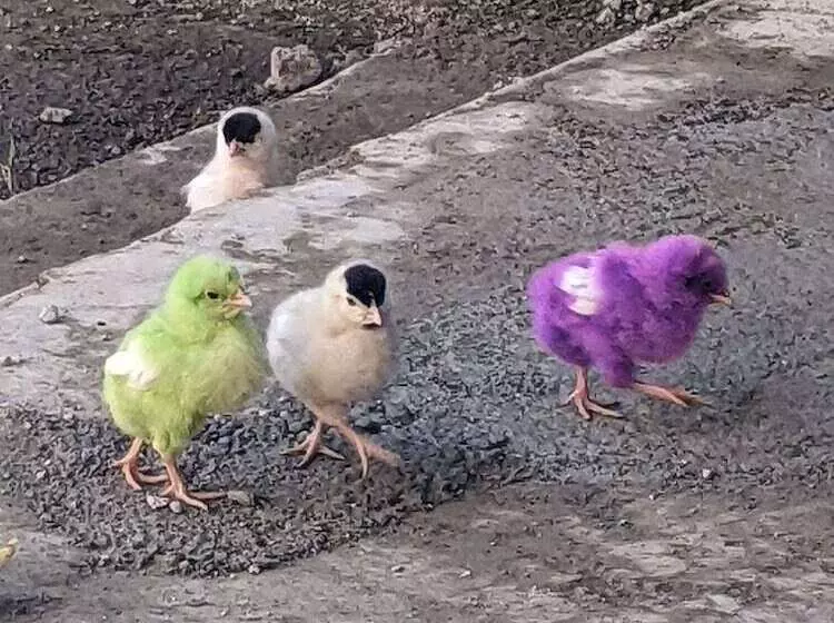 Hotelli Mango Tree Farm