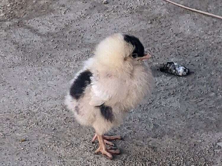 Отель Mango Tree Farm