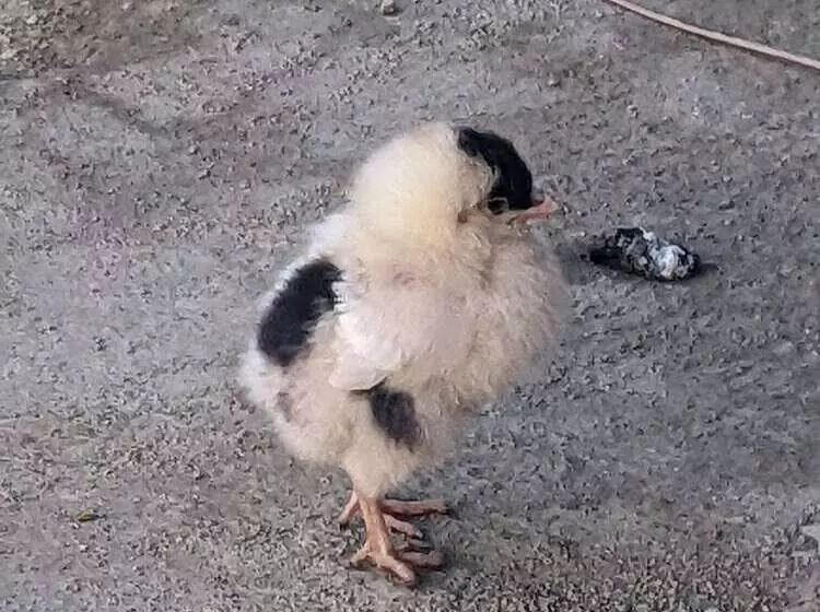 Hotelli Mango Tree Farm