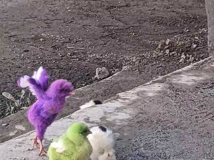 Hotelli Mango Tree Farm