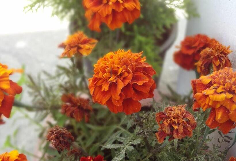 Pensão Kasar Wonder Hill Homestay