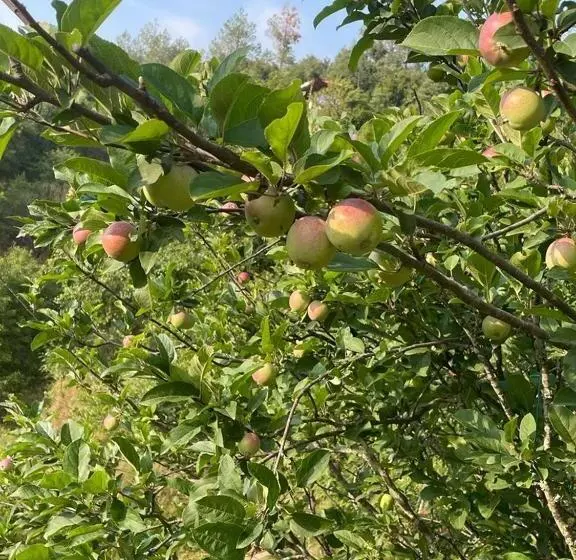 هتل Orchard Hill Retreat