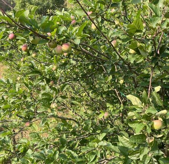 酒店 Orchard Hill Retreat