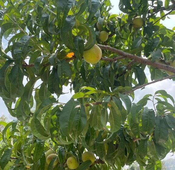 酒店 Orchard Hill Retreat