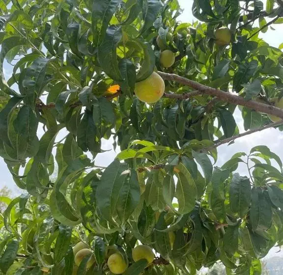 هتل Orchard Hill Retreat