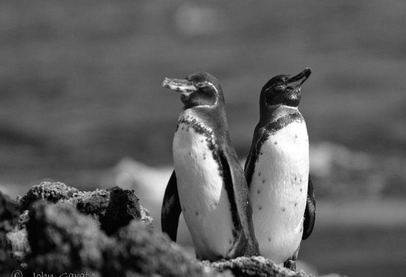 Szálloda Torre Mar Galapagos Boutique Suites