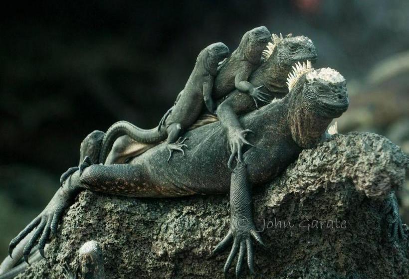 Szálloda Torre Mar Galapagos Boutique Suites