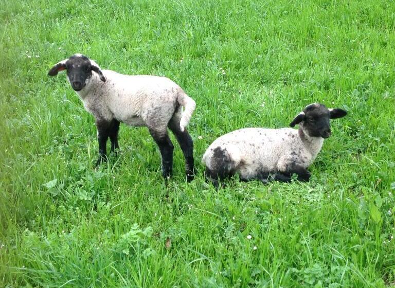 Отель Agriturismo Barcola