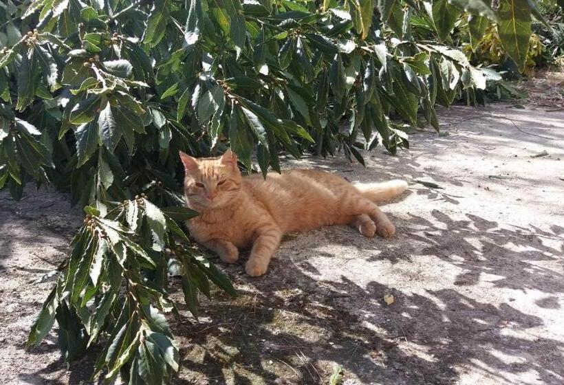 Bed & Breakfast Casa Jo