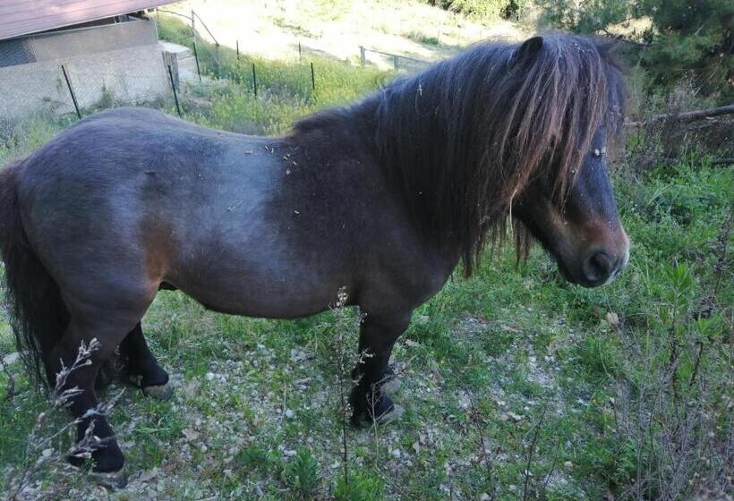 Bed & Breakfast Casa Jo