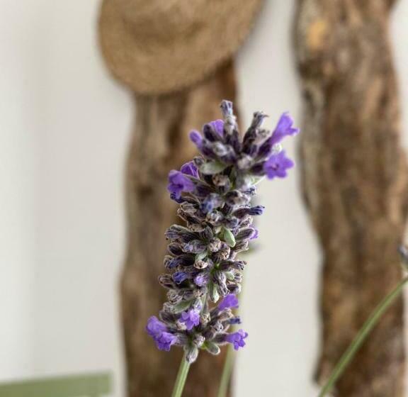 پانسیون Alma Migrante Bed&wine