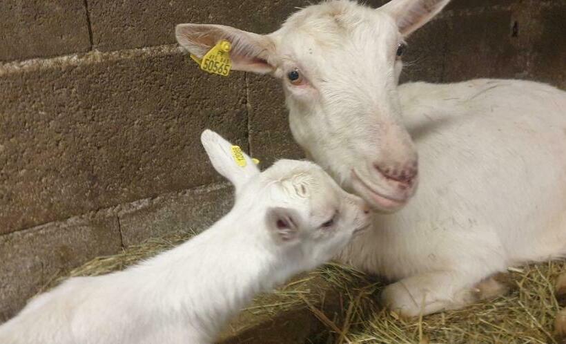 پانسیون Chambre D Hôtes à La Ferme
