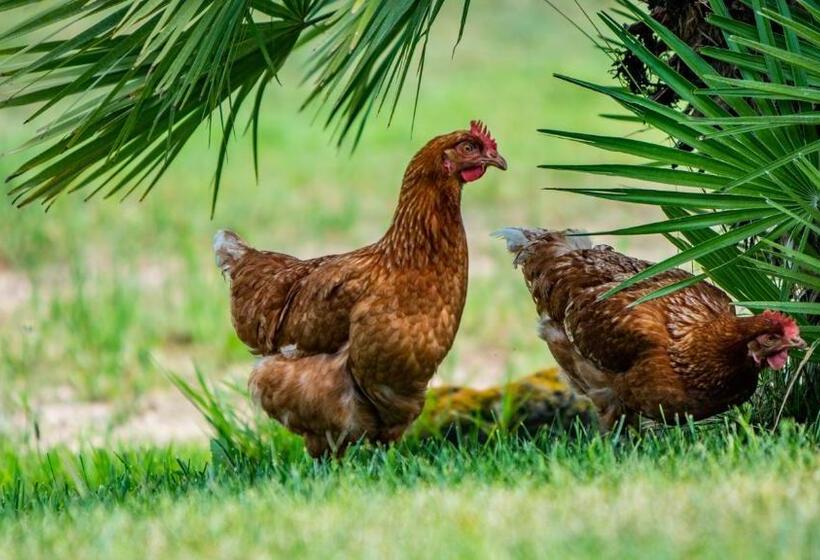 فندق Agriturismo Carrucana