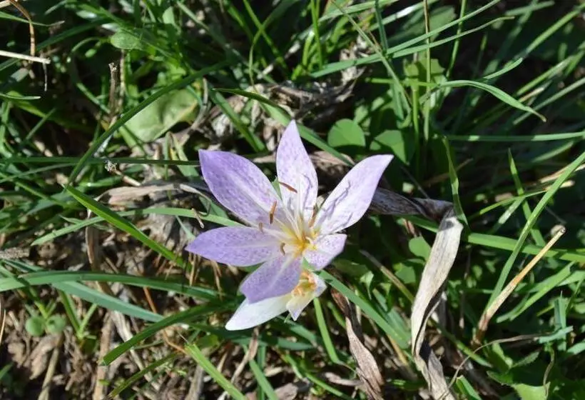 צימר Il Castello