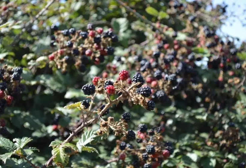 צימר Il Castello