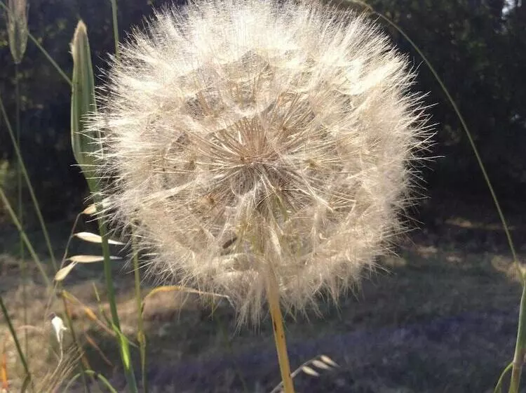 ホテル Agriturismo La Casa Di Botro