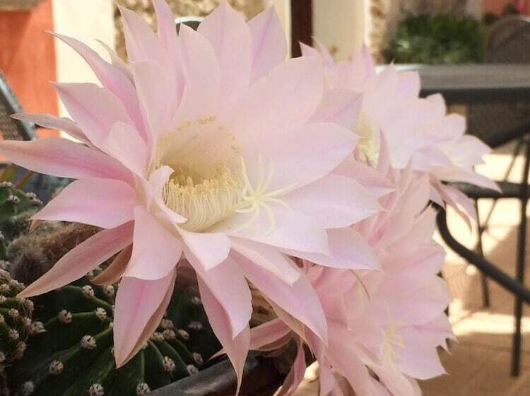 ホテル Agriturismo La Casa Di Botro