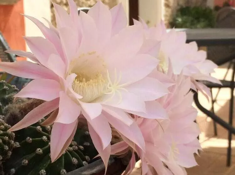 ホテル Agriturismo La Casa Di Botro